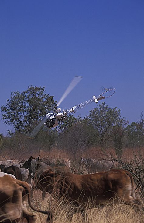 Country Life Photography, Cattle Station, Rural Australia, Australia Outback, Ag Photography, Gibb River Road, Miss Images, Sick Puppies, Wilderness Camping