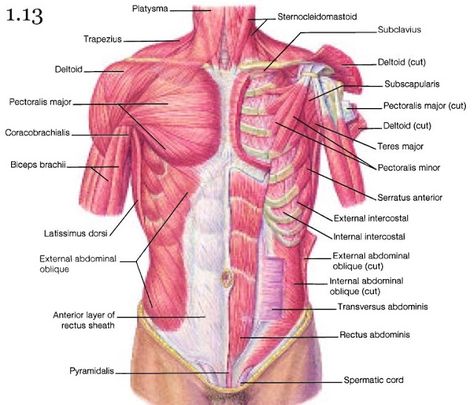 Chest Muscles Anatomy, Abdominal Muscles Anatomy, Muscles Diagram, Breast Muscle, Muscles Anatomy, Muscle Diagram, Shoulder Anatomy, Shoulder Muscle, Human Muscle Anatomy