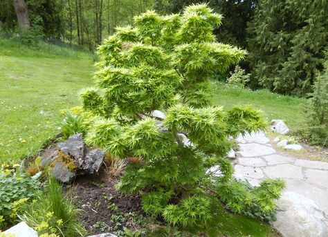 Mikawa Yatsubusa Japanese Maple, Mikawa Yatsubusa, Gardening Style, Tree Life Cycle, Planting Combinations, Maple Bonsai, Road Work, Acer Palmatum, Plant Information