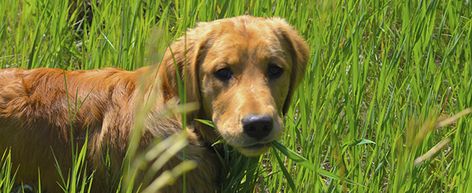 Is It OK for Your Dog to Eat Grass? - Lawnstarter Giardia In Dogs, Dogs Eating Grass, Types Of Grass, Crazy Dog, Dog Eating, Canine Companions, Dog Behavior, Dog Health, Dog Care