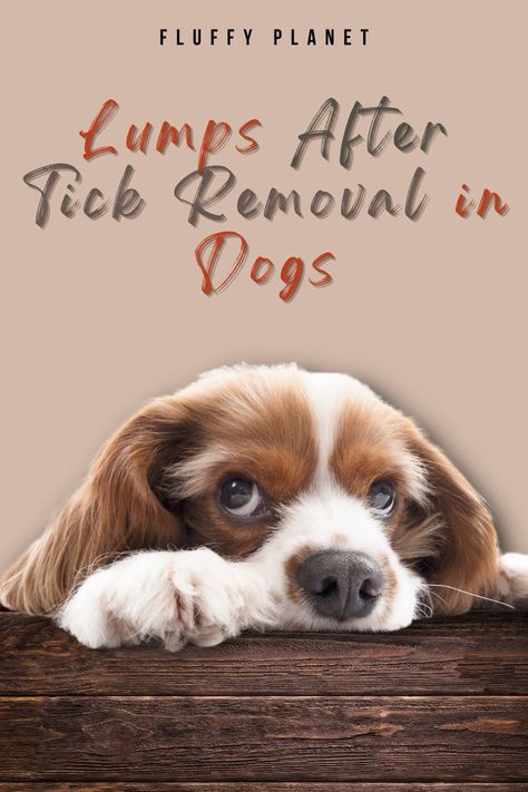 Lumps After Tick Removal in Dogs Tick Bites On Dogs, Tick Removal Dog, Wood Tick, Blood Blister, Essential Oils Dogs, Cat Problems, Ticks On Dogs, Tick Removal, Tick Bite