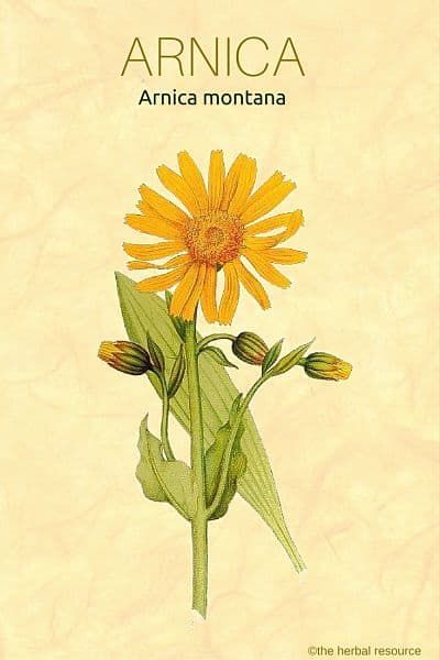 Medicinal Herb, Arnica Montana, Herbal Healing, Natural Therapy, Natural Diy, Healing Herbs, Medicinal Herbs, Natural Home Remedies, Natural Home