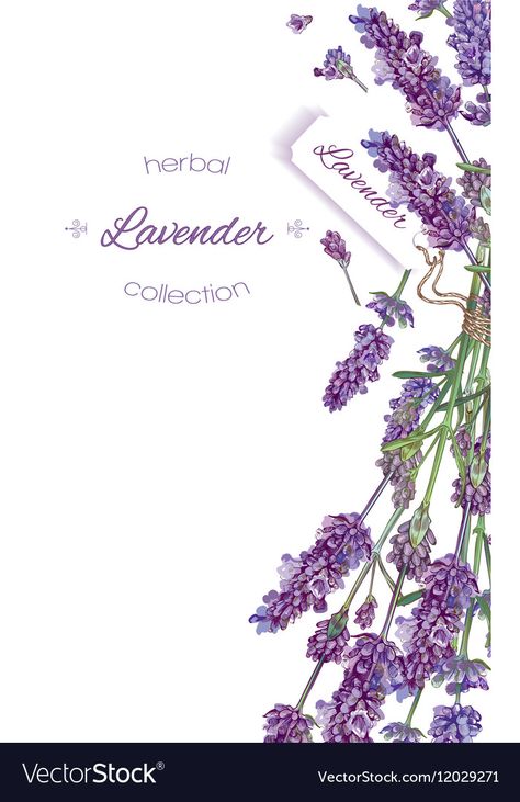 Lavender Wedding Invitations, Wedding Card Frames, Health Care Products, Coffee Bar Home, English Classroom, Easy Drawings Sketches, Lavender Wedding, Banner Vector, Beauty Store