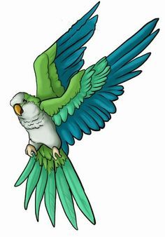 Quaker parrot   [L] Parrot Drawing Tutorial, Quaker Parrot Art, Quaker Parrot Drawing, Quaker Parrot Tattoo, Hummingbird Art Drawing, Parrot Illustration, Quaker Parrot, Parrot Tattoo, Parrot Drawing