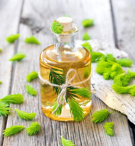 Spruce Tip Syrup Bar Syrups, Spruce Tip Syrup, Natural Stain Remover, Spruce Tips, Foraging Recipes, Calendula Oil, Fir Trees, Oil Skin Care, Whitening Toothpaste