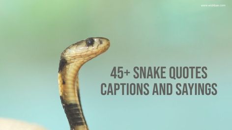 snake quotes Snake Instagram Captions, Snake Quotes People Lessons Learned, Snake Captions For Instagram, Snake Captions, Snake Quotes Beautiful, Reptile Quotes, Snake In The Grass Quotes, Snake Quotes People, Quotes About Snakes