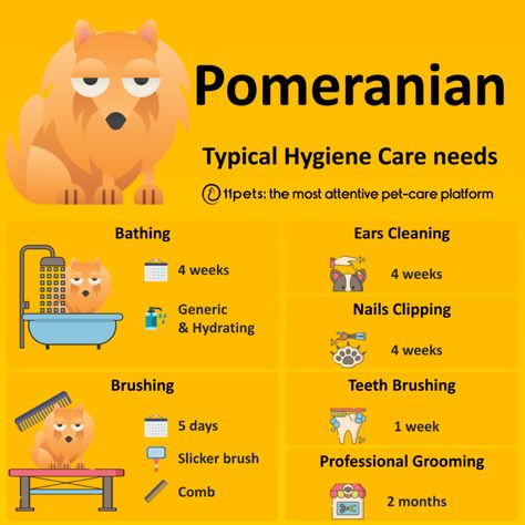 Pomeranian - How to care for its hygiene needs - 11pets Pomeranian Puppy Training, Pomeranian Haircut, Pet Clothes Patterns, Pet Grooming Business, Dog Washing Station, Puppy Grooming, Dog Hotel, Dog Haircuts, Pet Spa