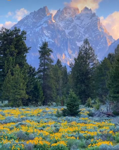 Grand Tetons, Wyoming Wyoming Farm, Wyoming Landscape, Travel Aesthetic, Wyoming, Stuff To Do, Vision Board, Travel, Quick Saves