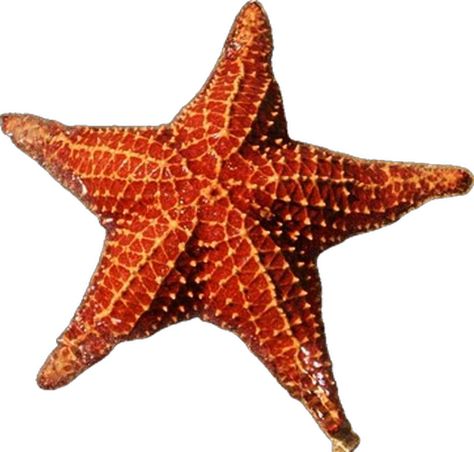 Ocean bliss Starfish Facts, Trivia Question, Cool Facts, Patrick Star, Sea Star, In The Ocean, Spongebob Squarepants, Beautiful Creatures, Facts About