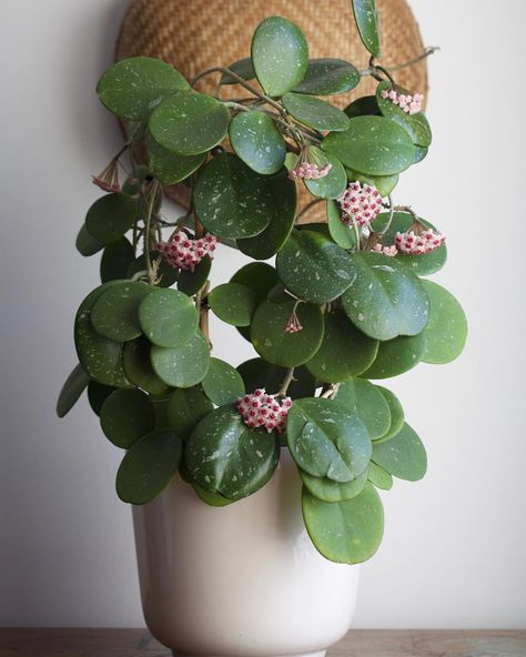 Hoya obovata in full bloom. #hoyaobovata Propagate Hoya, Hoya Obovata, Hoya Plant, Plants Care, Dream Plants, 70s House, Houseplant Care, Bathroom Showers, Inside Plants