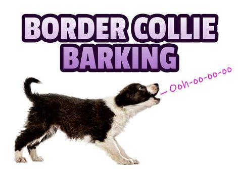 Border Collie Puppy Training, Border Collie Training, Border Collie Art, Dog Advice, Reactive Dog, Border Collie Puppies, Border Collie Dog, Dog Crafts, Smart Dog