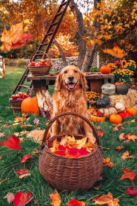 Aesthetic Fall Vibes, Cozy Fall Aesthetic, Thanksgiving Pictures, Classy Girls Wear Pearls, Thanksgiving Wallpaper, Fall Dog, Classy Girl, Aesthetic Fall, Best Dog Breeds