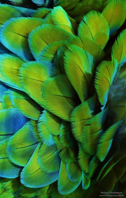 Macaw Feathers Macaw Feathers, Texture Inspiration, Colorful Birds, Patterns In Nature, Color Of The Year, Color Textures, Green Aesthetic, Green And Blue, Beautiful Birds