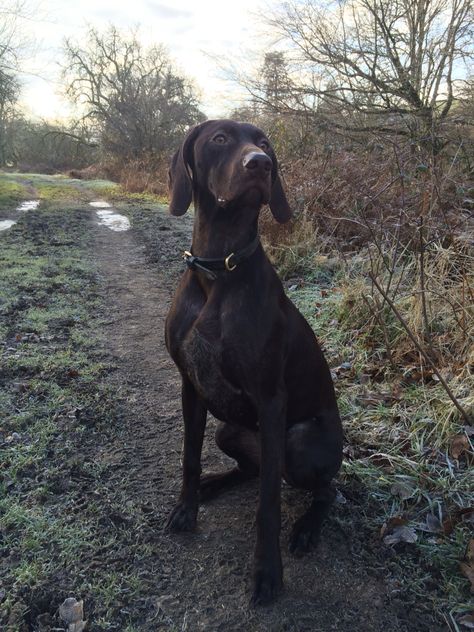 German short haired pointer Dog Pond, Short Haired Pointer, German Shorthair, German Shorthaired Pointer, Service Dogs, Dog Cat, Best Friends, Cute Animals, Dogs