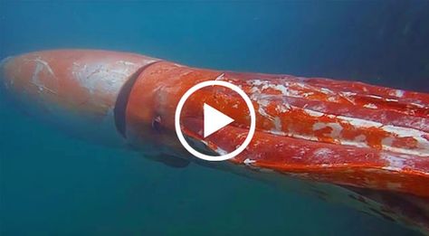 VIRAL VIDEO: Giant Squid Spotted Near Japanese Marina | Squid Video, Boating Life, Giant Squid, Living On A Boat, Toyama, Viral Video, Boating, Viral Videos, Japan