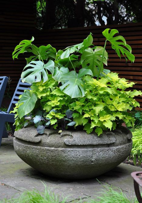 traditional garden urns and contemporary containers, container gardening, flowers, gardening, perennials Container Planting, Tall Plant, Container Garden Design, Potted Plants Outdoor, Spider Plant, Planting Ideas, Container Gardening Flowers, Garden Urns, Invasive Plants