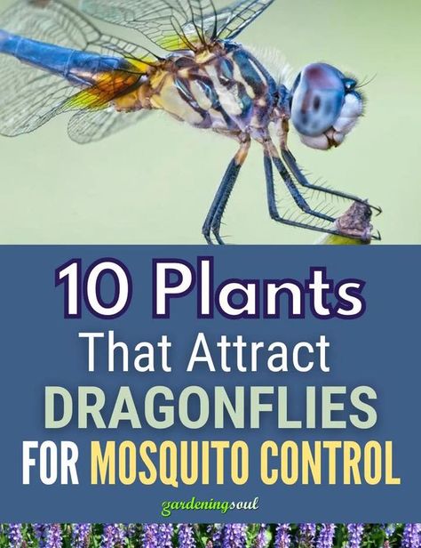 10 Plants That Attract Dragonflies for Mosquito Control Attract Dragonflies, Mosquito Plants, Home Garden Ideas, Swamp Milkweed, Natural Mosquito Repellant, Mosquito Control, Mosquito Repelling Plants, Floating Plants, Air Purifying Plants