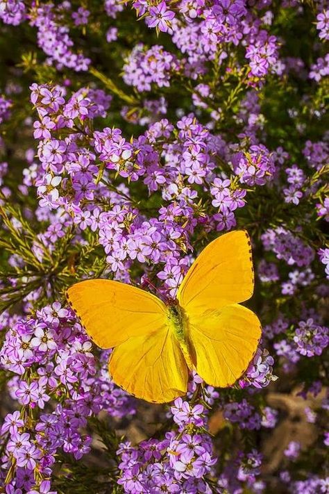 . Flying Flowers, Butterfly Kisses, Yellow Butterfly, Yellow Aesthetic, Butterfly Wallpaper, Butterfly Flowers, Purple Aesthetic, Mellow Yellow, Beautiful Butterflies