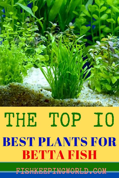 When setting up the aquarium for your Betta fish, don’t forget to add live plants. Fish Keeping World knows exactly what plants are most suited for this beautiful fish. Check out our guide that offers 10 of the best plants that will make your Betta happy. While nine of them are live the 10th option includes fake plants. We will explain the characteristics and features of each plant and why they are good for your fish, including their maximum height, hardiness, how to care, and more. Read more... Best Live Plants For Beta Fish, Betta Fish With Live Plants, Beta Tank Plants, Beta Fish Enrichment, Best Plants For Betta Tank, Live Plants In Fish Tank, Live Plants For Betta Tank, Plants For Beta Fish Bowl, Mini Fish Tank Ideas