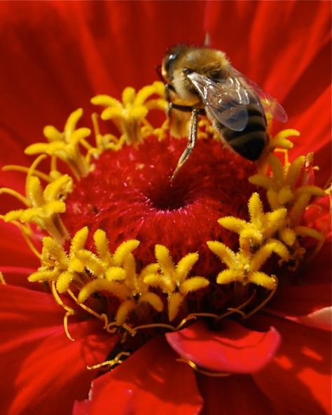 Humble Bee, Bee Images, I Love Bees, Bees And Wasps, Bee Garden, Busy Bees, Bee Art, Honey Bees, Nature Wildlife