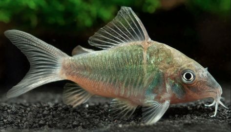 Cory Catfish, Nano Aquarium, Aquarium Ideas, Fish Stock, Large Shrimp, Live Fish, Angel Fish, Planted Aquarium, Freshwater Fish