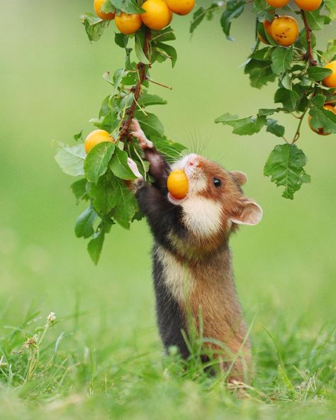 Animals And Flowers, Cute Small Animals, Make Waves, Pretty Animals, Cute Animal Photos, Woodland Creatures, Sweet Animals, Animal Photo, Cute Little Animals