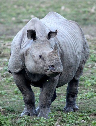 A magnificent Indian Rhinoceros in Kaziranga National Park Indian Rhino, Kaziranga National Park, Indian Rhinoceros, Asian Elephants, Wildlife Of India, Exotic Mammals, Arunachal Pradesh, Northeast India, Stunning Nature