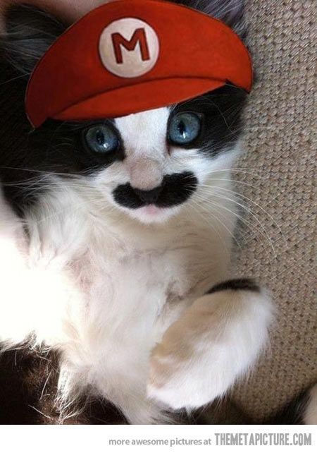 It's Mario! Super Mario Cat, Pet Halloween Costumes, Cat Costumes, E Card, Crazy Cat Lady, 귀여운 동물, Crazy Cats, Cat Pics, Cat Love