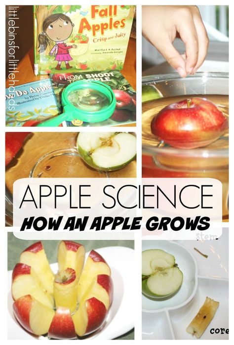 Apple Science Preschool Apple Activity How An Apple Grows Fall Science Fall Preschool Science, Fall Science Activities, Apple Science, Preschool Apple Activities, Prince James, Sensory Science, Preschool Apple Theme, September Preschool, Apple Kindergarten