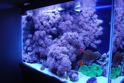 So, you think you want to keep Xenia... | REEF2REEF Saltwater and Reef Aquarium Forum Nano Aquascape, Reef Tank Aquascaping, Nano Reef Tank, Aqua Scaping, Marine Fish Tanks, Saltwater Aquariums, Amazing Aquariums, Coral Reef Aquarium, Saltwater Fish Tanks