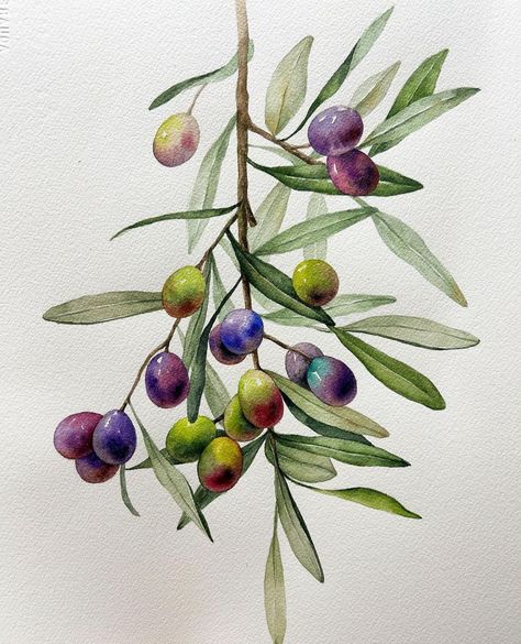 Olive Tree Branch, Branch Drawing, Autumn Illustration, Watercolor Plants, Watercolor Flower Art, 수채화 그림, Botanical Painting, Botanical Watercolor, Watercolor Trees