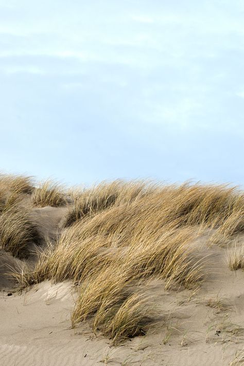 Wind In Trees, Wind Astetic, Wind Aesthetics, Windy Aesthetic, Nautical Wallpaper, Beach Grass, Photoshop Digital Background, Sand Dunes, Nature Aesthetic