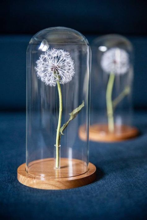 Check out this item in my Etsy shop https://www.etsy.com/listing/844459581/dandelion-flower-in-glass-dome-plant Glass Dome Decor Ideas, Table Arrangement Wedding, Dandelion Decor, Cloche Decor, How To Impress, Curiosity Cabinet, Arrangement Floral, Table Arrangement, Cabinet Of Curiosities