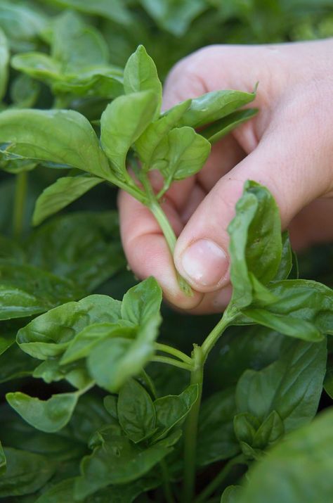 How To Harvest Basil, How To Prune Basil, Prune Basil, Pesto Bruschetta, Pruning Basil, Harvesting Basil, Gardeners World, Grow Herbs, Growing Basil