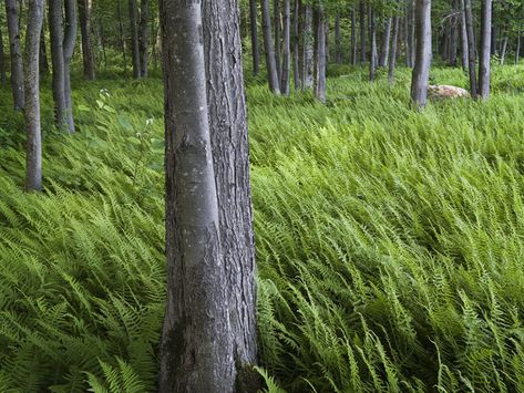 Ferns: A Shade Gardener’s Best Friend Fern Forest, Landscape Design Ideas, Ferns Garden, Farmhouse Landscaping, Patio Garden Design, Traditional Exterior, Traditional Landscape, Woodland Garden, Love Garden