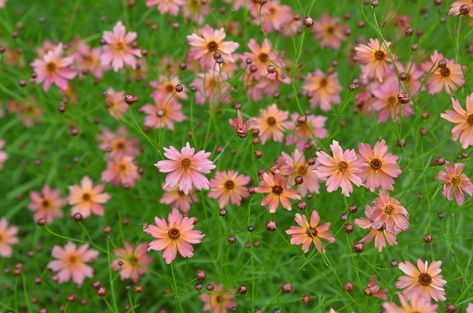 Coreopsis 'Limerock Dream' Xeriscape Landscaping, Garden Perennials, Cut Flower Farm, Prairie Garden, Budget Garden, Front Landscaping, Sun Plants, Native Garden, Peach Flowers