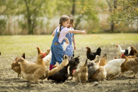 Raising Meat Chickens, Feeding Chickens, Keeping Chickens, Chicken Feed, Dog Supplements, Feeding Kids, Chores For Kids, Farm Stay, Meat Chickens