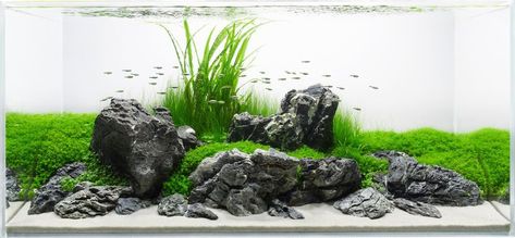 Aquascaping Rocks, Fish Aquarium Decorations, Aquarium Rocks, Aquascape Design, Aquarium Terrarium, Fresh Water Fish Tank, Aquarium Landscape, Nature Aquarium, Aquascape Aquarium