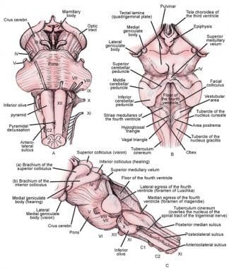 Nervous System Parts, Nervous System Anatomy, Brain Nervous System, Brain Nerves, Vertebral Artery, Brain Models, Gross Anatomy, Peripheral Nervous System, Basic Anatomy And Physiology