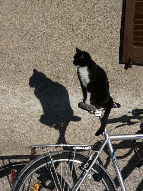 Cat On Bicycle, Cat Bicycle, 2 Black Cats, Cat Shadow, Uber Ride, Tuxedo Cats, Narrative Essay, Lovely Cat, Patiently Waiting