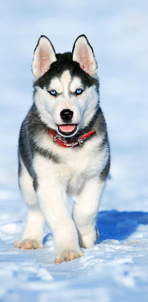 Husky Wallpaper, Husky Puppies, Cute Husky, Really Cute Dogs, Siberian Huskies, Husky Dogs, Siberian Husky, Beautiful Dogs, Dogs Puppies