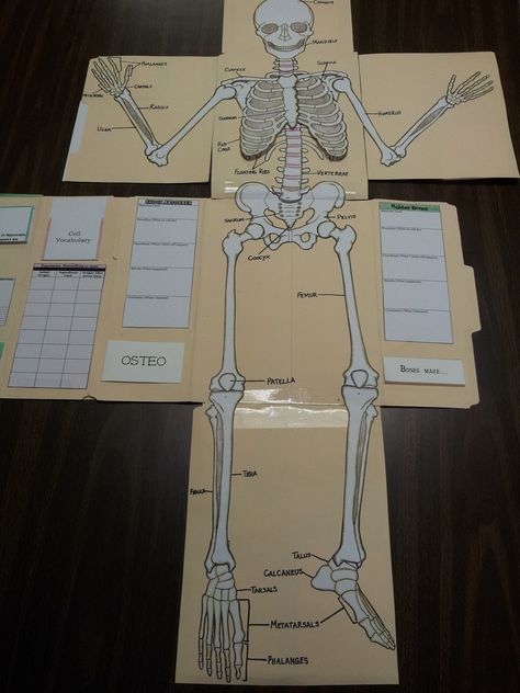 Homeschool Lapbooks, Apologia Anatomy, Human Body Unit Study, The Skeletal System, Human Body Science, Human Body Activities, Lap Books, Human Body Unit, General Science