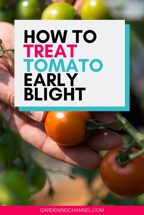 Follow these gardening tips to learn how to identify and treat early blight on tomatoes. Don't miss the tips on causes and symptoms of early blight that can occur anytime in the tomato growing season. #gardeningchannel #gardening #tomatogrowing #tomatogardening #tomatodiseases Blight On Tomatoes, Raised Beds Garden, Tomato Diseases, Tomato Blight, Tomato Disease, Dreamy Backyard, Tomato Growing, Garden Vertical, Tomato Farming