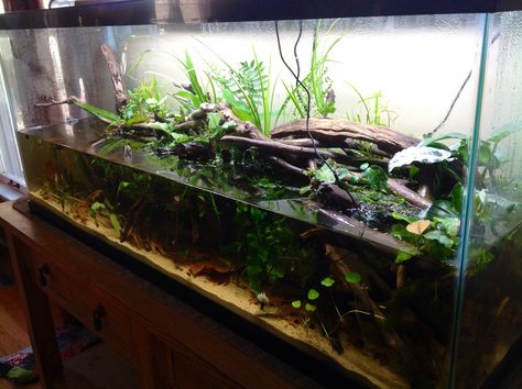 55 gallon riparium for newts 55 Gallon Fish Tank Ideas, Turtle Tank Setup Ideas, 55 Gallon Fish Tank, Turtle Tank Ideas, Tank Setup Ideas, Aquatic Turtle Tank, 55 Gallon Aquarium, Turtle Tank Setup, 55 Gallon Tank