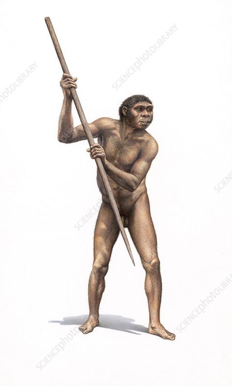 Homo Heidelbergensis, Homo Erectus, Homo Habilis, Library Website, Early Humans, Science Photos, Model Release, Wales England, Photo Library