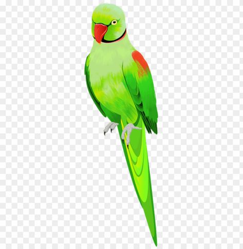 alexander parrot Green Parrot, Parrot Green, Cristiano Ronaldo Wallpapers, Bird Free, Ronaldo Wallpapers, Tropical Bird, Green Bird, Transparent Image, Tropical Birds