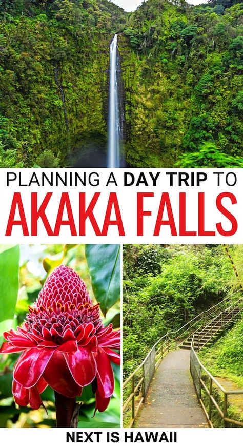 How to Visit Gorgeous Akaka Falls State Park (+ Map) Akaka Falls Hawaii, Big Island Hawaii Hotels, Hawaii Camping, Big Island Hawaii Beaches, Hawaii 2023, Akaka Falls, Hawaii Trip Planning, Hawaii Vacation Tips, Big Island Travel