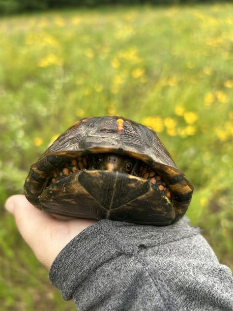 Box Turtles (Genus Terrapene) Eastern Box Turtle, Box Turtles, Box Turtle, Turtle Shell, Cute Box, A Turtle, 2025 Vision, Turtles, Art Images