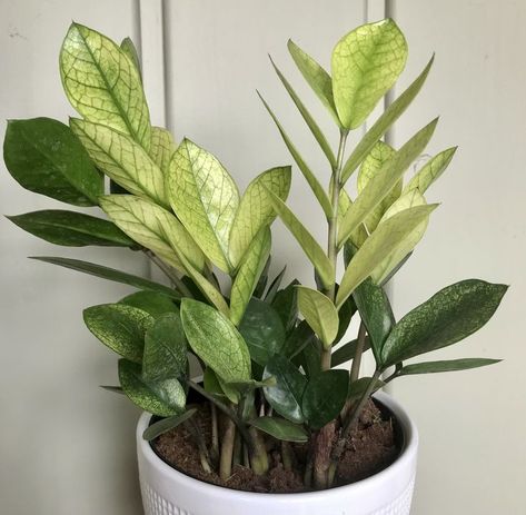 Chameleon Zz Plant, Wishlist Plants, Zamioculcas Zamiifolia, Plant Friends, Sansevieria Plant, Plant Wishlist, Plant Varieties, Airbnb Promotion, Backyard Garden Landscape