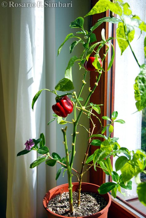 Bell pepper plant, sweet peppers, sweet paprika. My peppers grown and overwintered indoor, on my windowsill. Red Bell Pepper Plant, Indoor Pepper Plant, Bell Peper, Capsicum Plant, Garden Farming, Bell Pepper Plant, Best Vegetables To Grow, Vegetable Gardening Ideas, Pepper Steak Recipe